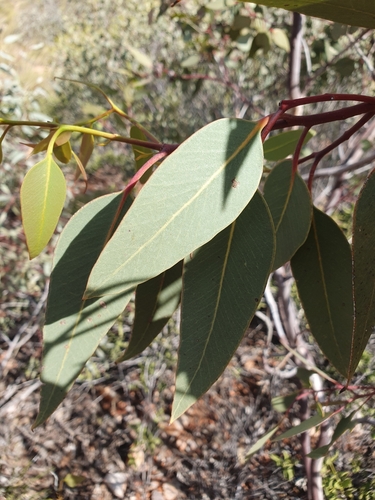 Eucalyptus sessilis, photograph 3