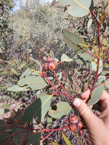 Eucalyptus sessilis, photograph 4