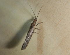 Stenobiella