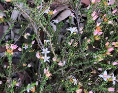 Philotheca angustifolia