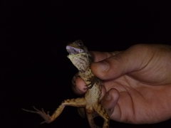 Enyalioides heterolepis