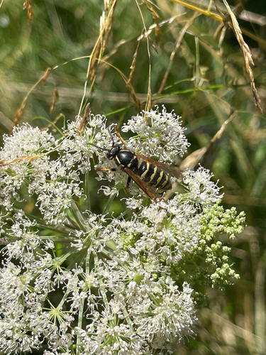 Saxon Wasp photo 5