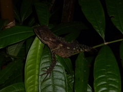 Enyalioides heterolepis