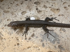 Jackson's Forest Lizard