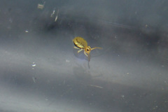 Sminthurinus elegans