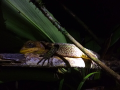 Enyalioides heterolepis