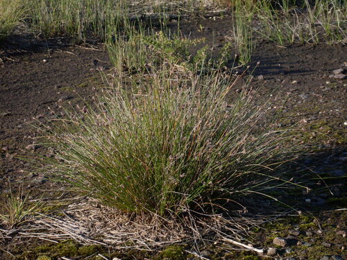 Beardless Bog-rush (Schoenus imberbis)