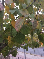Davidia involucrata