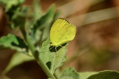 Eurema