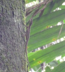 Anolis anchicayae