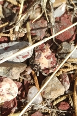 Pellenes tripunctatus