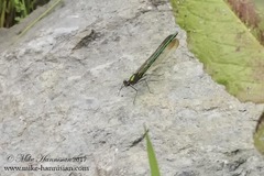 Calopteryx amata
