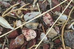 Pellenes tripunctatus