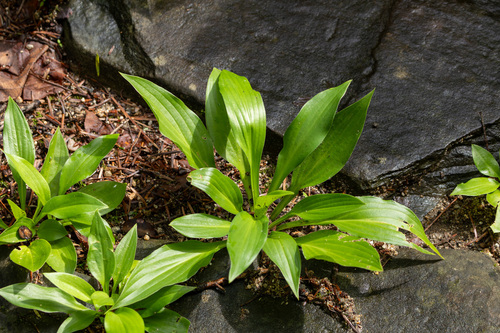 Hosta longipes iNat (2)