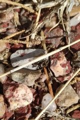 Pellenes tripunctatus