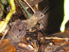 Enyalioides heterolepis