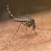Aedes vigilax - Photo (c) tjeales, some rights reserved (CC BY-SA), uploaded by tjeales