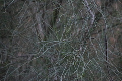Moringa peregrina