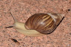 Lissachatina fulica