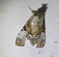 Alophosoma emmelopis