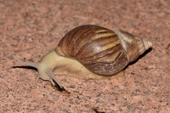 Lissachatina fulica