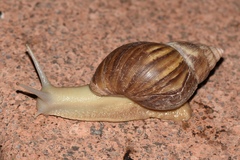 Lissachatina fulica