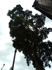 Melaleuca leucadendra