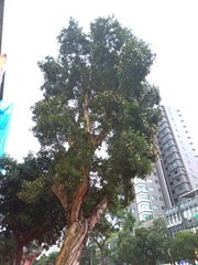 Melaleuca leucadendra