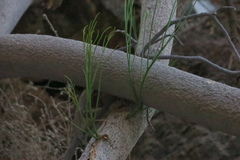 Moringa peregrina