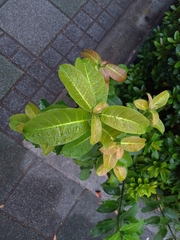 Ficus subpisocarpa