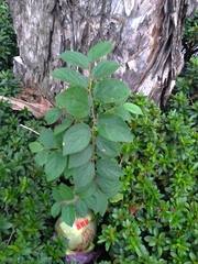 Celtis sinensis