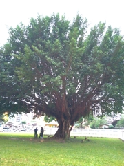 Ficus microcarpa microcarpa