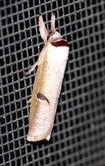 Pilostibes stigmatias