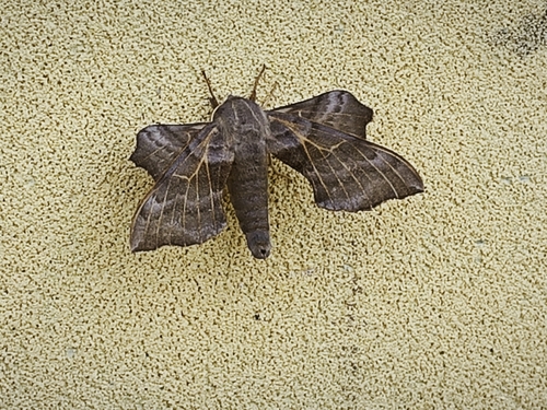 Aspen Hawkmoth