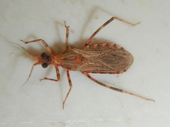 Paragylla calida