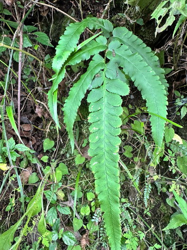 Dryopteris × toyamae iNat (1)