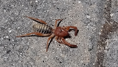 Gluvia dorsalis