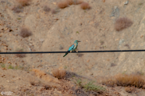 European Roller