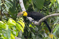 Sulawesi Hornbill photo 2
