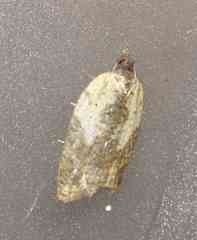 Acleris fragariana
