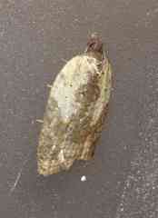 Acleris fragariana