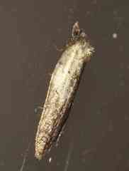 Acleris fragariana
