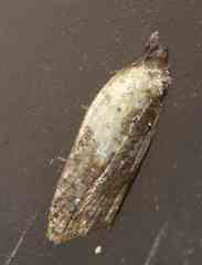 Acleris fragariana