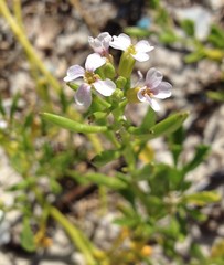 Cakile edentula harperi