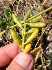 Cakile edentula harperi