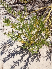 Cakile edentula harperi