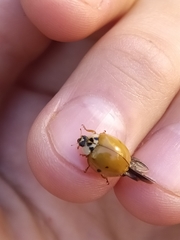 Harmonia axyridis