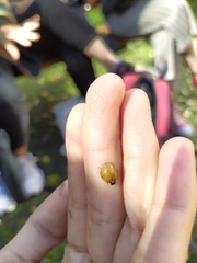 Harmonia axyridis