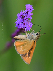 Hesperia meskei straton