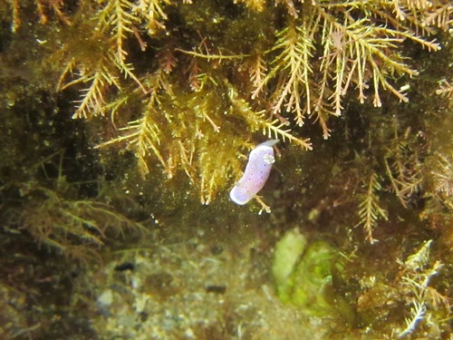 Goniobranchus thompsoni